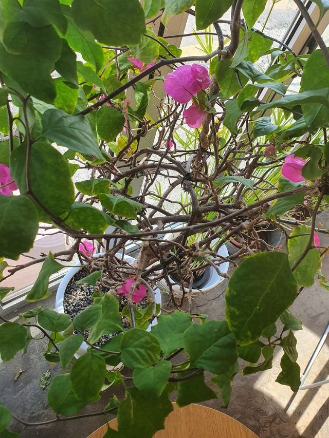 cebfc27e39042445ee0cc2d1efa08004