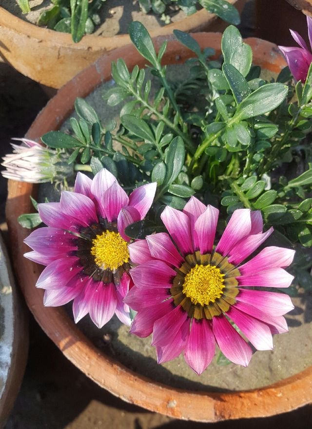 da2c9df694144ed55758186d32b71907