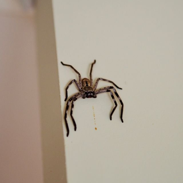 f8f10ce7e103f12b65c6d1f33ba7d3d5