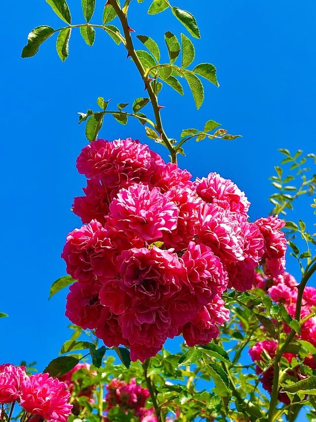 fd2dc547f2b78659d2e353fee1dffa44