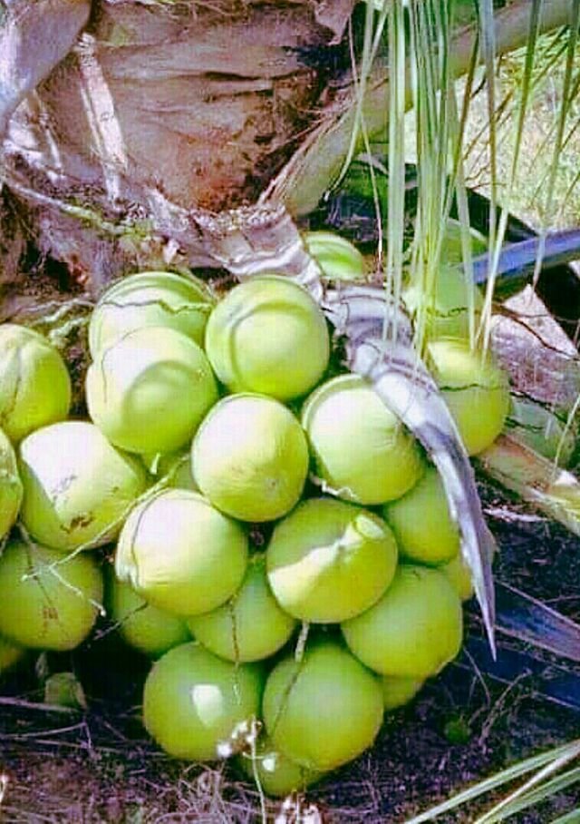 ff48def80a93cad5774316d5f5615944