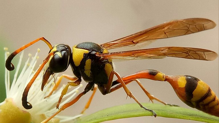 https://s3.us-east-2.amazonaws.com/partiko.io/img/adibiqbal-yellow-jacket-wasp-1532971466610.png