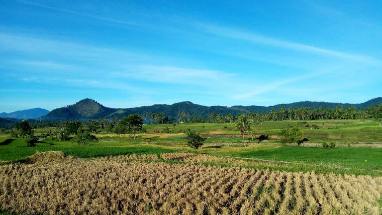 https://s3.us-east-2.amazonaws.com/partiko.io/img/adipa-batusangkar-rice-fields-1533599004725.png