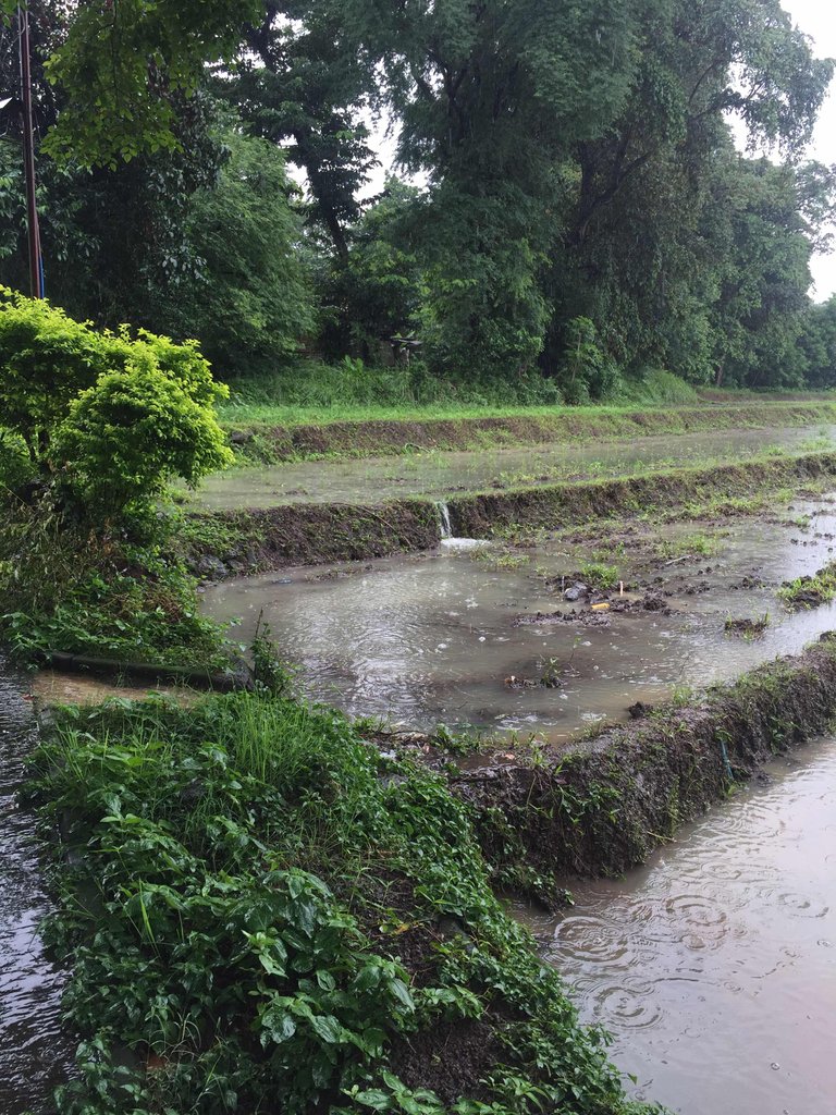 https://s3.us-east-2.amazonaws.com/partiko.io/img/ailenepm-a-mini-waterfall-in-qc-jungle-1531669865182.png