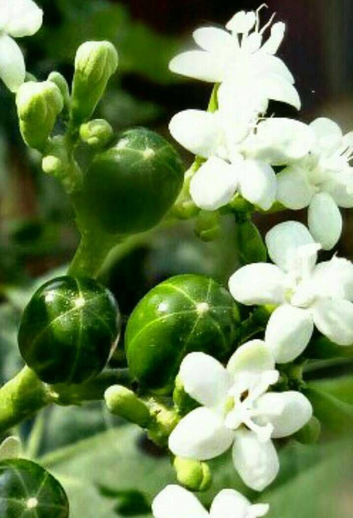 https://s3.us-east-2.amazonaws.com/partiko.io/img/aiyub99-partiko--the-beauty-of-little-flower-2-1531926914805.png