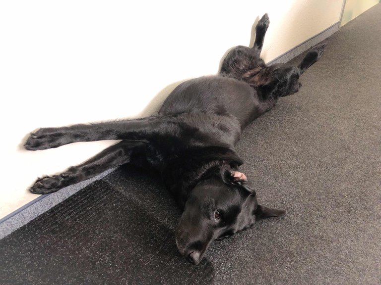 https://s3.us-east-2.amazonaws.com/partiko.io/img/avizor-office-dog--relaxing-hard-1531221468931.png