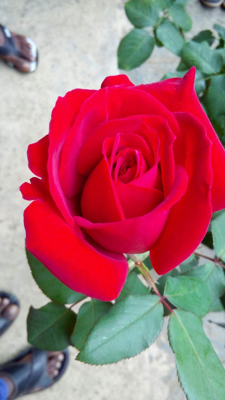 https://s3.us-east-2.amazonaws.com/partiko.io/img/bgnusameera1-red-rose-1528023624732.png