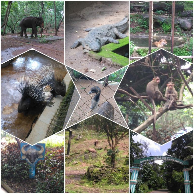 https://s3.us-east-2.amazonaws.com/partiko.io/img/cutiepi-bondla-wildlife-sanctuary-at-usgao-in-goa-1533724822034.png