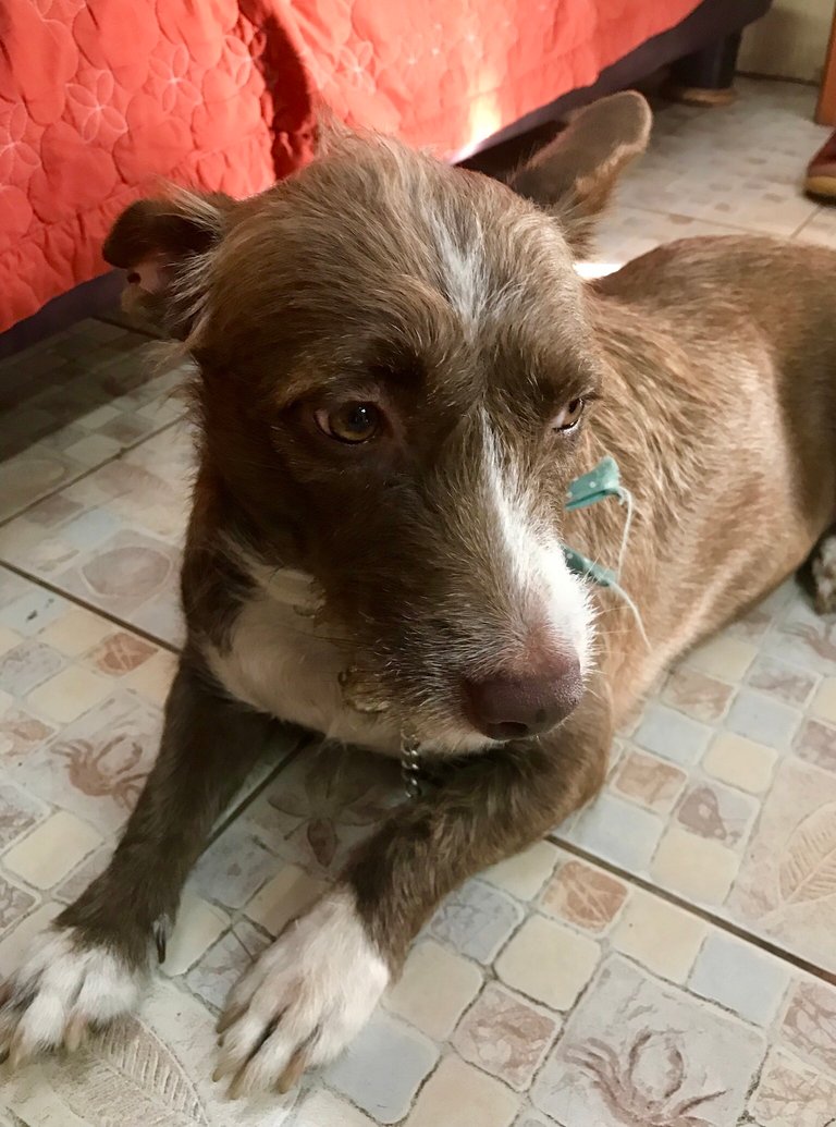 https://s3.us-east-2.amazonaws.com/partiko.io/img/cwn-animal-photography-f5srhqeu-1536567693454.png