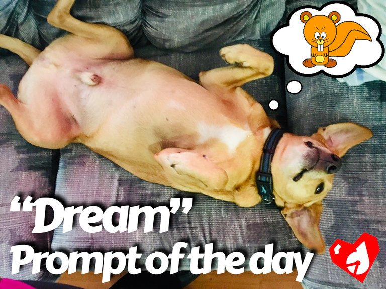 https://s3.us-east-2.amazonaws.com/partiko.io/img/d00k13-prompt-of-the-day-dream--ever-wonder-what-your-dog-dreams-of-opxwqpvh-1542491896679.png