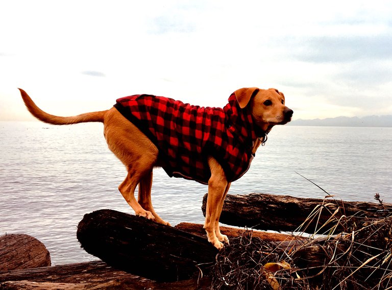 https://s3.us-east-2.amazonaws.com/partiko.io/img/d00k13-the-calm-after-the-storm-time-to-explore--esquimalt-lagoon-british-columbia-canada-g9wendnh-1545428323260.png