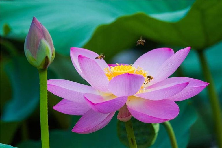 https://s3.us-east-2.amazonaws.com/partiko.io/img/digital0536-20180812lotus-blooming-at-weifang-1534058160089.png