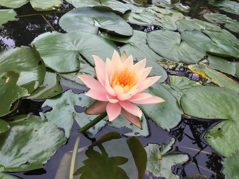 https://s3.us-east-2.amazonaws.com/partiko.io/img/digital0536-water-lotus-1533201299334.png