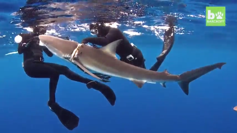 https://s3.us-east-2.amazonaws.com/partiko.io/img/future24-video-story-of-a-shark-in-danger-rescued-by-some-divers-from-a-dangerous-rope-around-his-neckplfjthss-1535675576710.png