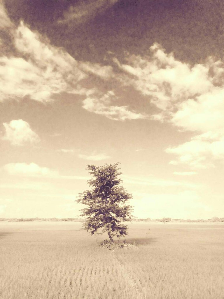 https://s3.us-east-2.amazonaws.com/partiko.io/img/fzabedin-lonely-tree-photographybruxuqrr-1535545155409.png