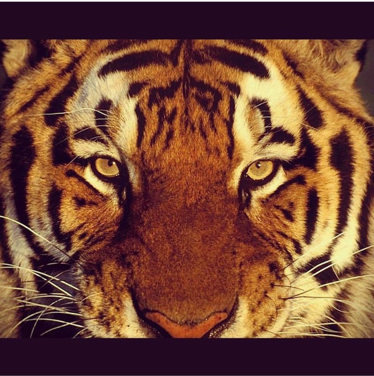 https://s3.us-east-2.amazonaws.com/partiko.io/img/hafis001-dreams-are-like-tiger-they-need-feeding-actbrxip-1540440884665.png
