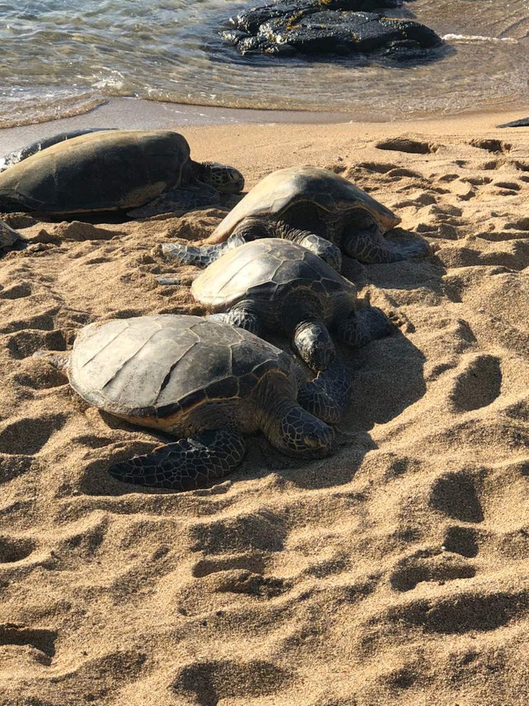 https://s3.us-east-2.amazonaws.com/partiko.io/img/happymoneyman-chillin-like-a-sea-turtle-for-the-4th-1530723395499.png