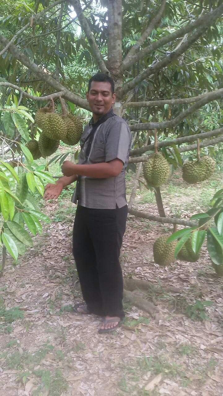 https://s3.us-east-2.amazonaws.com/partiko.io/img/iatefilniza-harvest-of-durian-fruit-that-is-very-much-fruit-in-the-friends-gardenpibow0xq-1535779846859.png