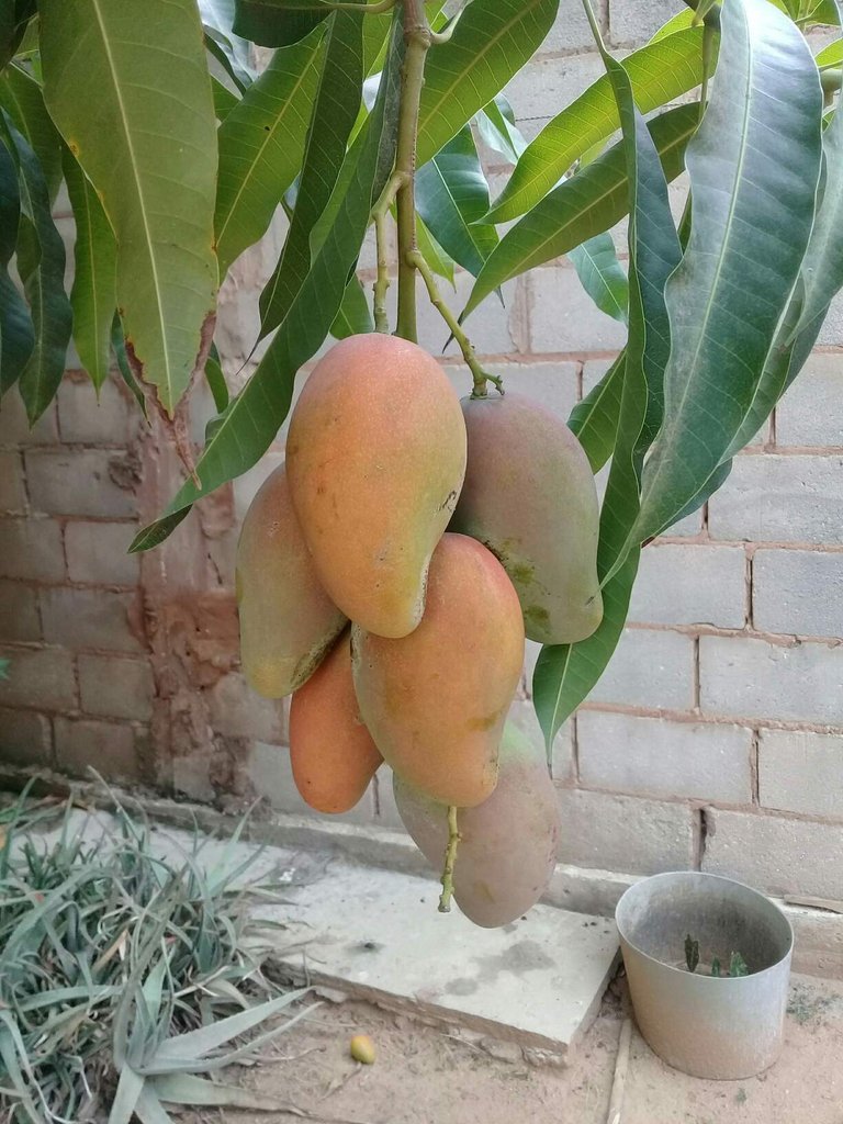 https://s3.us-east-2.amazonaws.com/partiko.io/img/juanguillen-mango-a-tropical-fruit-1531886424006.png