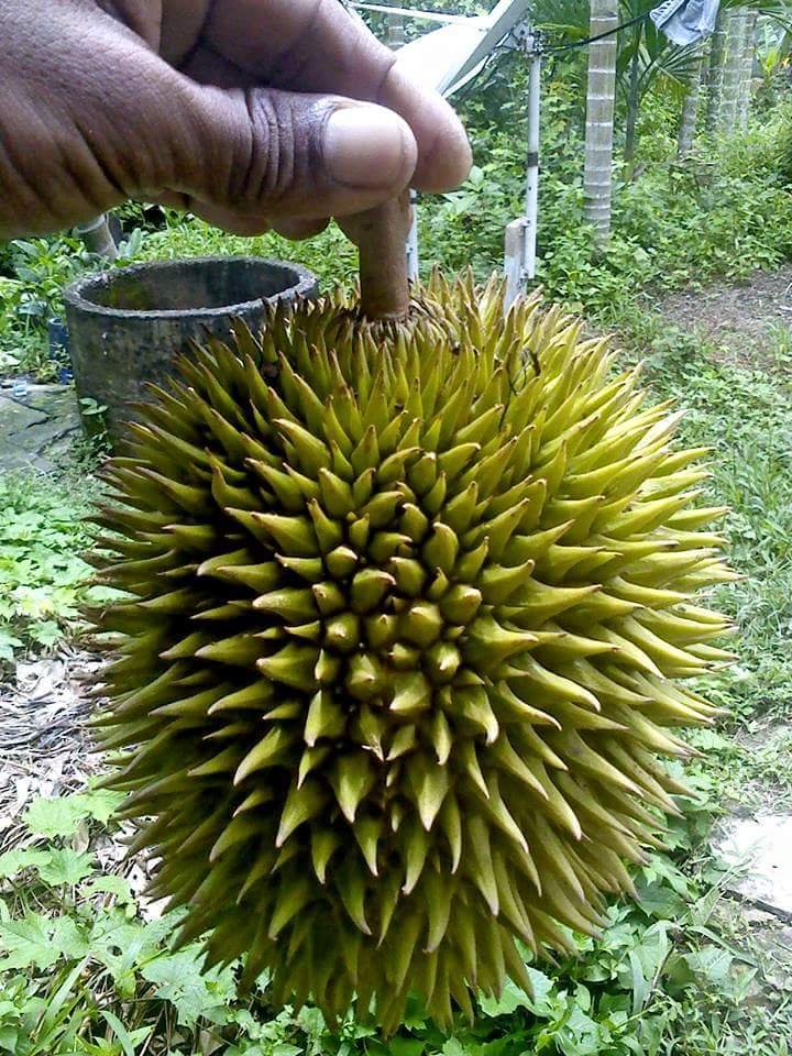 https://s3.us-east-2.amazonaws.com/partiko.io/img/kimki-sweetness-of-durian-aceh-1533097787806.png