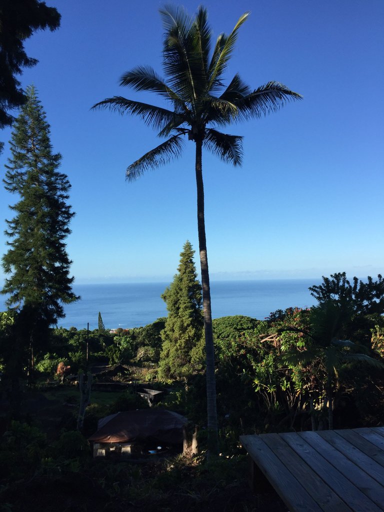 https://s3.us-east-2.amazonaws.com/partiko.io/img/mauigold808-hawaii-morning-coffee-spot-zzmlxbpa-1541699860324.png