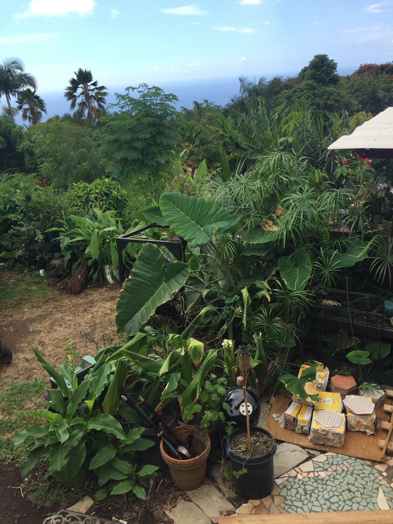 https://s3.us-east-2.amazonaws.com/partiko.io/img/mauigold808-off-grid-hawaii-dw7hink5-1537068816598.png