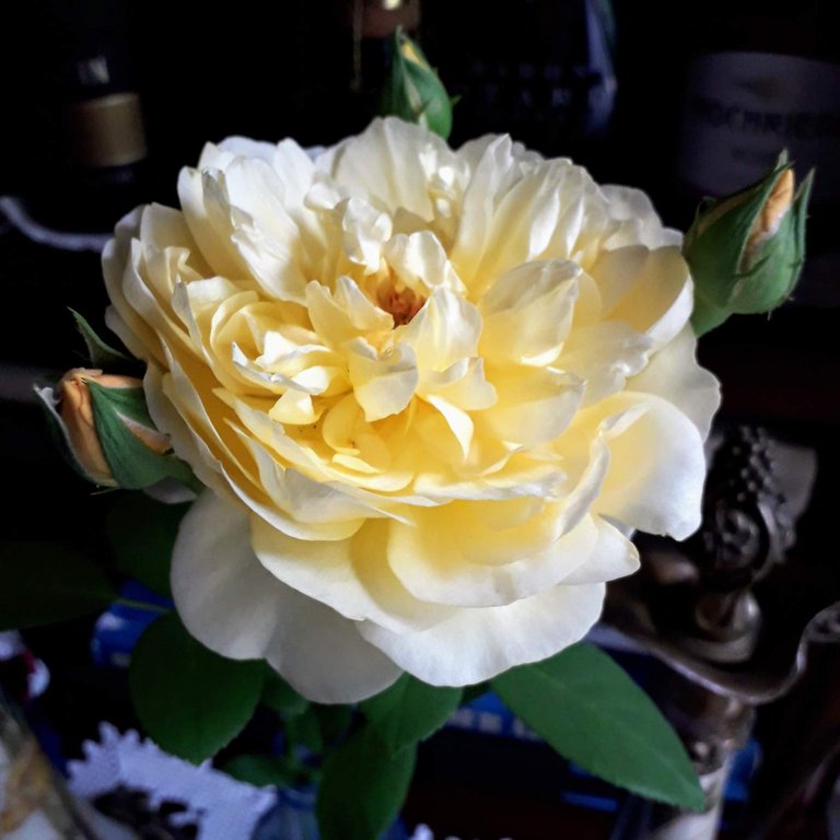 https://s3.us-east-2.amazonaws.com/partiko.io/img/mers-a-rainy-weekend-and-a-yellow-rose-with-budsqah09uzp-1535815064848.png