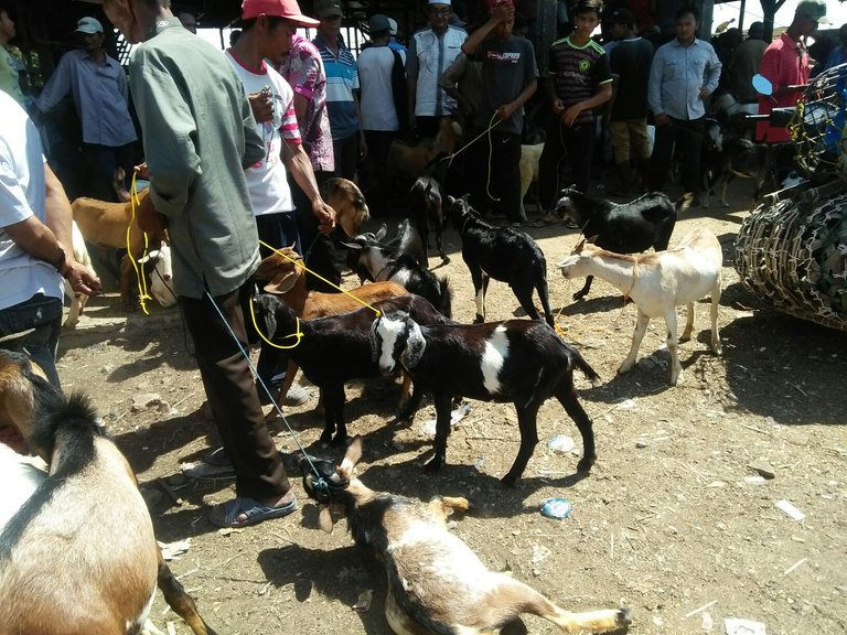 https://s3.us-east-2.amazonaws.com/partiko.io/img/napeng-the-strategy-of-buying-goats-in-the-animal-market-in-order-to-be-cheap-strategi-membeli-kambing-di-pasar-hewan-agar-dapat-harga-murah-1532363331527.png