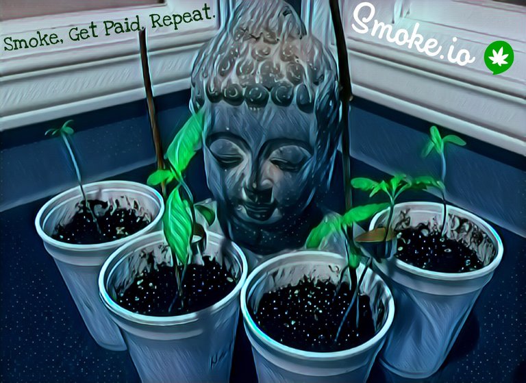 https://s3.us-east-2.amazonaws.com/partiko.io/img/offgridlife-buddha-freedom-dream-garden-tdqhplf7-1543490907741.png