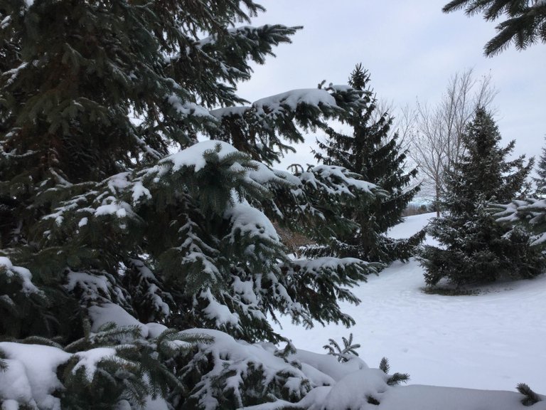 https://s3.us-east-2.amazonaws.com/partiko.io/img/offgridlife-photography-canadian-conifers-covered-in-snow-zarwkt8s-1542747209610.png