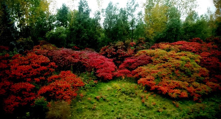 https://s3.us-east-2.amazonaws.com/partiko.io/img/offgridlife-photography-view-from-the-train-window--sumacs-yqavzbox-1538595388717.png