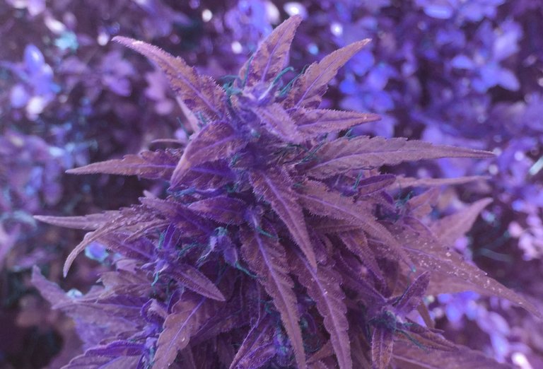 https://s3.us-east-2.amazonaws.com/partiko.io/img/offgridlife-some-wonderful-magical-indigo-flowers-m2r0t9jv-1537030142931.png