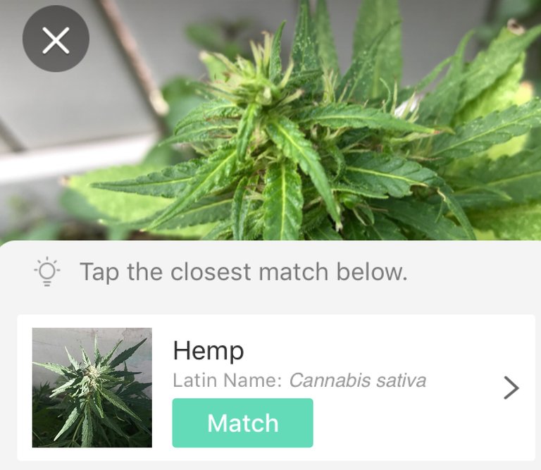 https://s3.us-east-2.amazonaws.com/partiko.io/img/offgridlife-using-the-picturethis-app-to-determine-unknown-weeds-growing-naturally-in-my-garden-amavbvyn-1537058163699.png