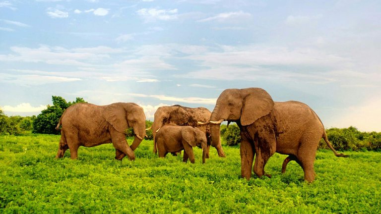 https://s3.us-east-2.amazonaws.com/partiko.io/img/plasm05280-adolescents--elephant-in-botswana-national-zoo-park-1533166691036.png