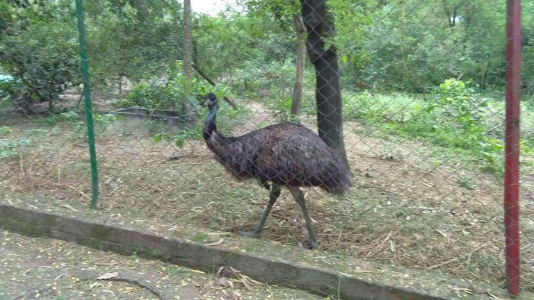 https://s3.us-east-2.amazonaws.com/partiko.io/img/sachin786-ostrich-67zmq95s-1537641333457.png