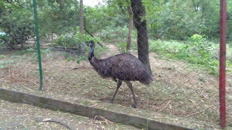 https://s3.us-east-2.amazonaws.com/partiko.io/img/sachin786-ostrich-jcieoubs-1537632305791.png