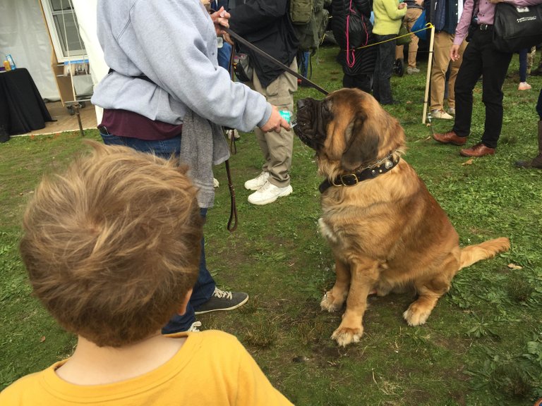 https://s3.us-east-2.amazonaws.com/partiko.io/img/sandan-this-dog-is-bigger-than-a-5-years-old-boy-pi4txcq1-1540058155509.png