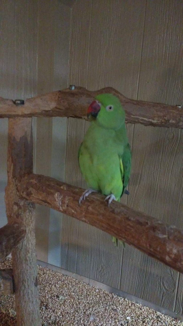 https://s3.us-east-2.amazonaws.com/partiko.io/img/sugarbon85-sweet-parrot-at-safari-j6ltlgr5r-1534386889391.png