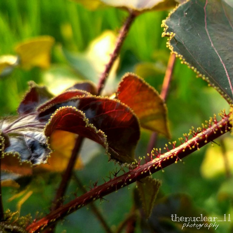 https://s3.us-east-2.amazonaws.com/partiko.io/img/thenuclear-my-entry-for-the-7day-macrophotography-challenge-by-flamingirl-macro-photography-contest-change-my-view-of-watching-thingswild-bush-for-the-7th-day-1d2qvzce-1536591722831.png