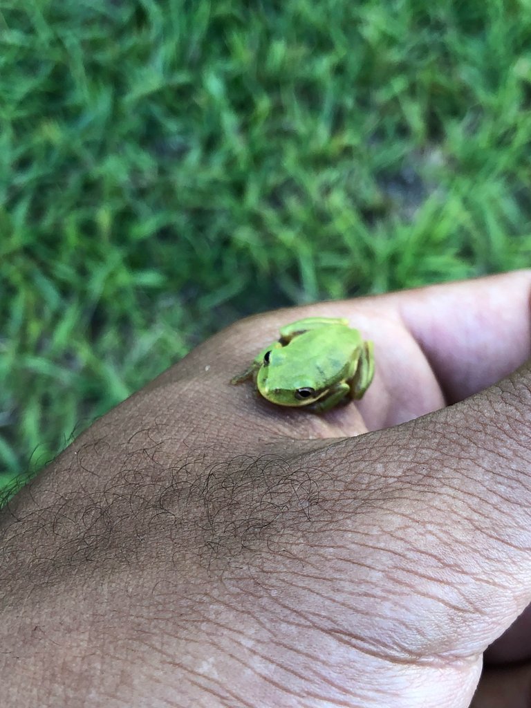 https://s3.us-east-2.amazonaws.com/partiko.io/img/trevonjb-baby-tree-frog-coohdxxp-1538781591042.png