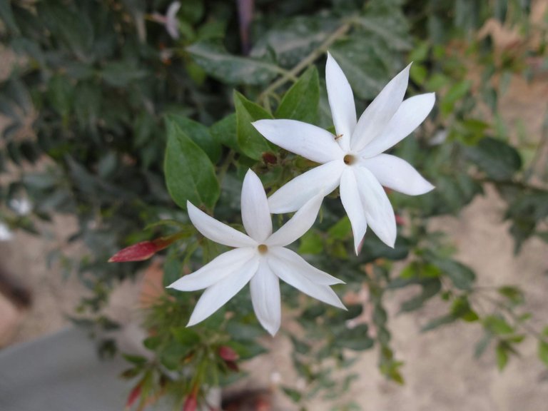 https://s3.us-east-2.amazonaws.com/partiko.io/img/zua-khan-amazing-view-of-beautiful-white-color-flowers--last-night-i-capture-this-movements-1532959290254.png