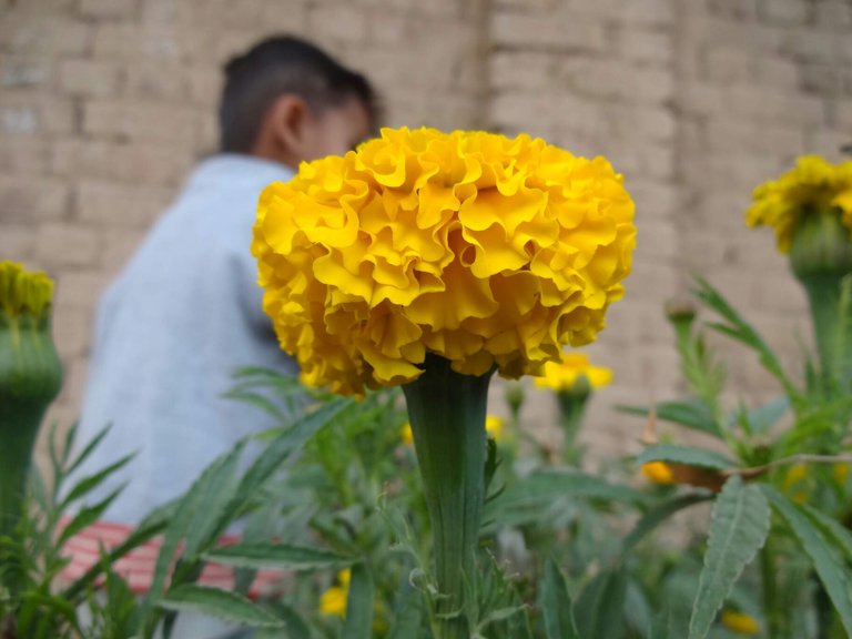 https://s3.us-east-2.amazonaws.com/partiko.io/img/zua-khan-beautiful-view-of-yellow-flower-in-my-home-photography-1532947236717.png