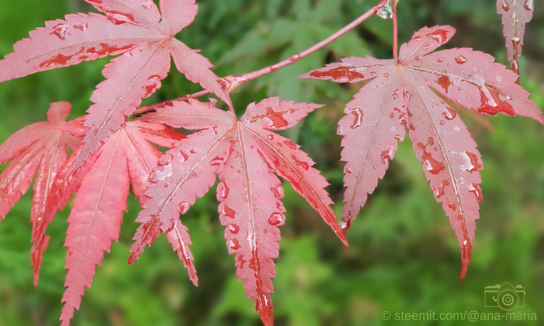 After The Rain 1 - Leaves