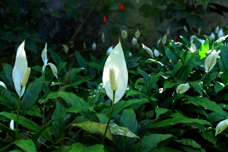 plantas que purifican el aire - Cuna de Moisés