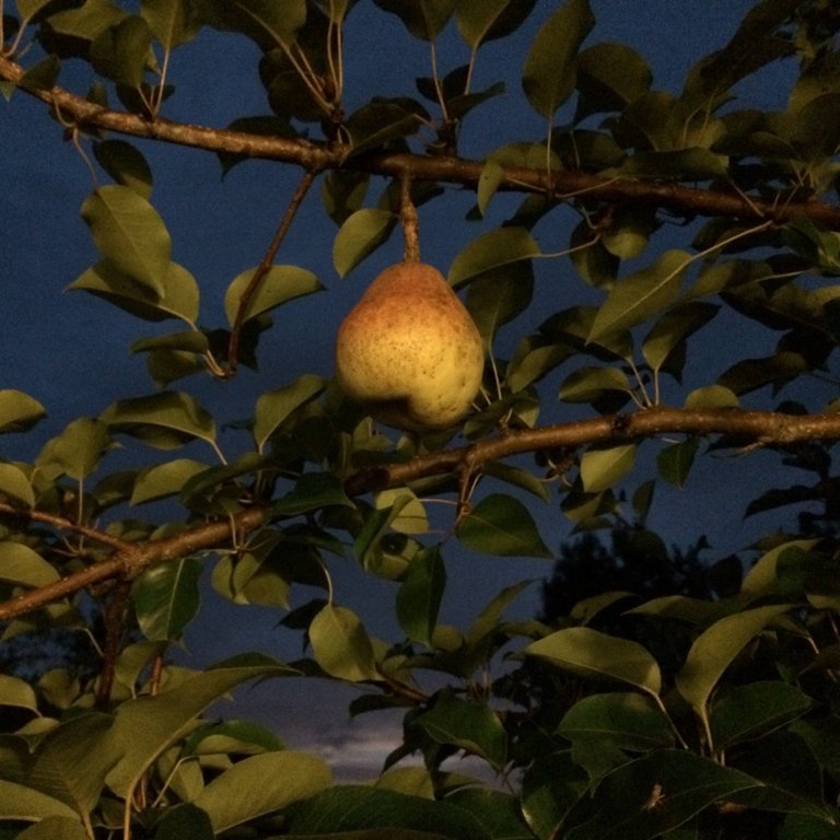 Pear at Night