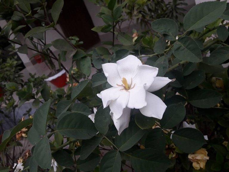 Rose of white