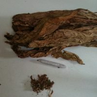 tobacco