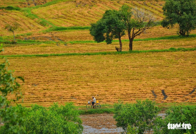 Vast rice paddies are seen in Tri Ton District, An Giang Province, southern Vietnam. Photo: Nguyet Nhi / Tuoi Tre