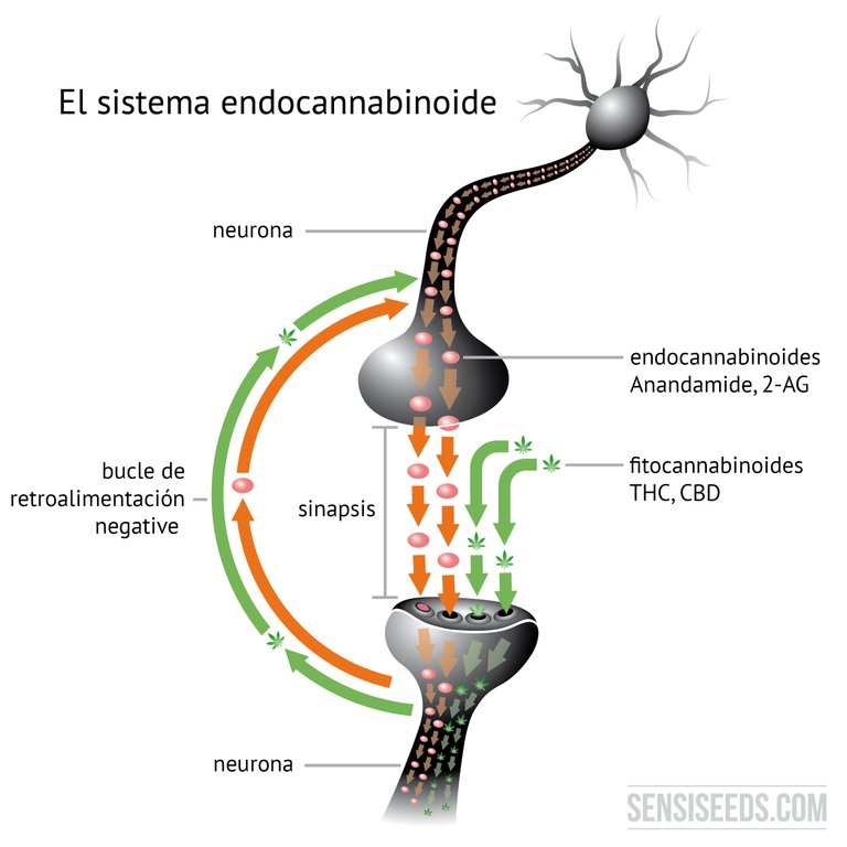 La anandamida, el principal endocannabinoide, se libera a partir