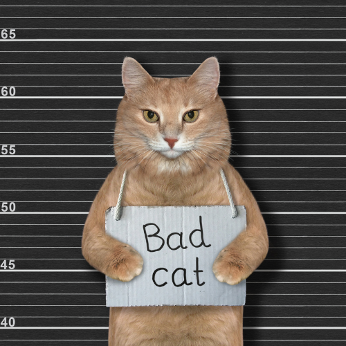 Jail-cat.png